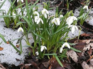 Galanthus nivalis or the "Snowdrop"