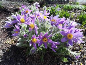 Pulsatilla vulgaris - pasque flower or prairie crocus