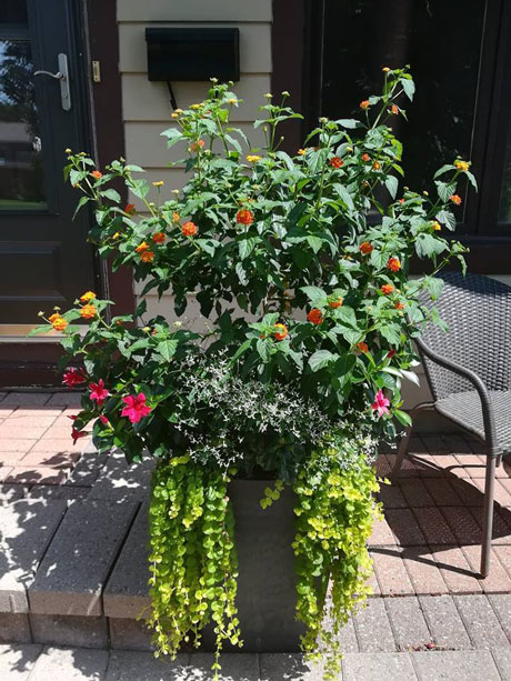 summer planter